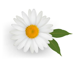 Beautiful daisy flower with leaves. Vector.