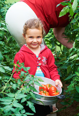 Junges M&auml;dchen erntet reife Tomaten