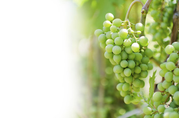 White grapes on vine with copyspace