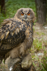 Owl