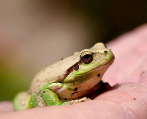 grenouille