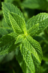 Mint leaves © Igor Dutina