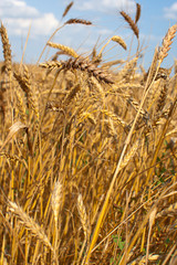 Fototapeta premium spikelets of wheat