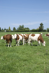 Fototapeta na wymiar groupe de vaches