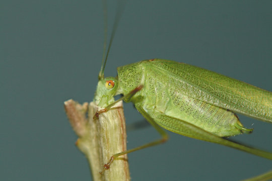 Saltamontes verde, caelifera, grasshopper