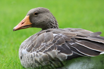 Fototapeta premium Gans-26371b1