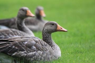 Gans-26393b1