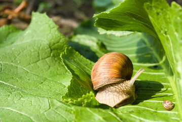 snail