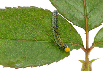 larva