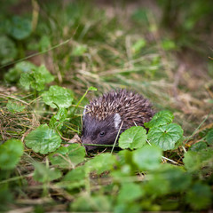 Baby European Hedgehog sniffing in grass,