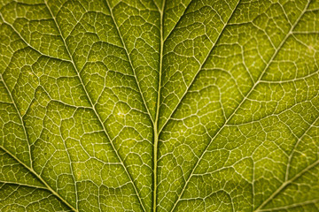 Naklejka na ściany i meble Green leaf close-up