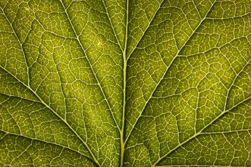 Green leaf close-up