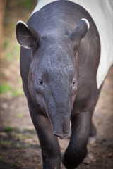 Fototapeta premium Malayan Tapir, also called Asian Tapir (Tapirus indicus)