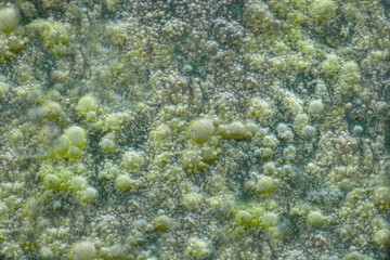 Green slime