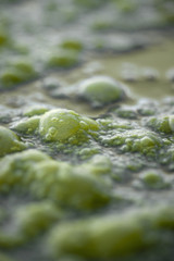 green slime