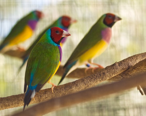 Australian gouldian finch native birds of Australia