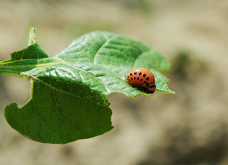 Larva of colorado beetle.