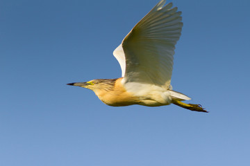 Squacco Heron isolated on deep blue sky / Ardeola ralloides
