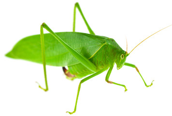 grande sauterelle verte