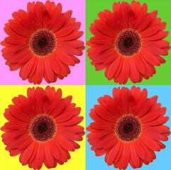 four red daisies isolated on  color squares.