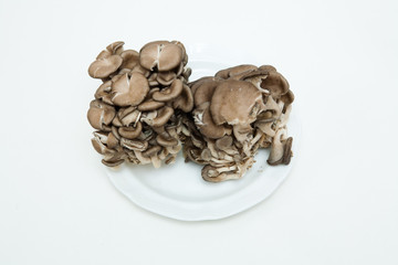 mushroom