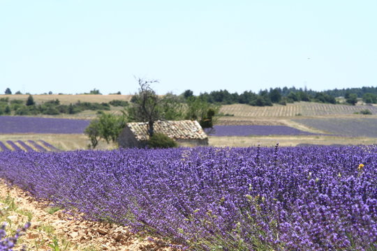 champs et son cabanon