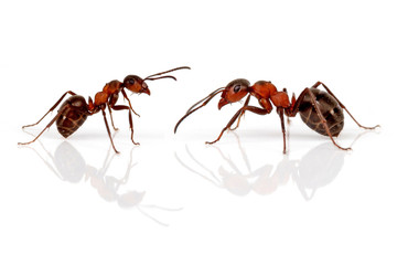 Zwei Ameisen