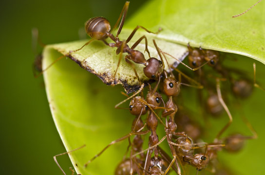 red ants team work building home
