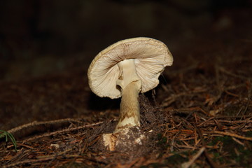 gelber Knollenblätterpilz