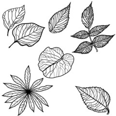 Vector set of autumn leafs - design elements. Thanksgiving