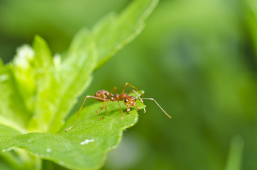 red ant on green leaf in green nature