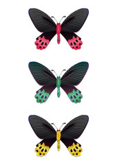 Fototapeta na wymiar Bunte Schmetterlinge / Butterflies