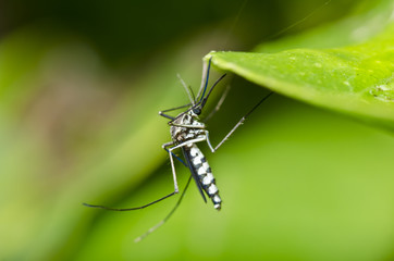mosquito in nature