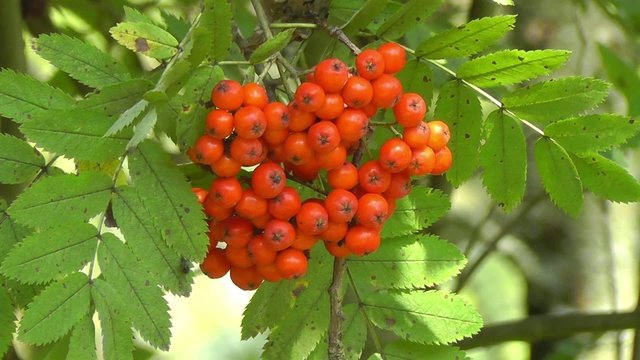 Eberesche - Sorbus aucuparia - Detailaufnahme