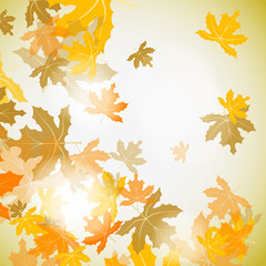 Maple autumn background, vector