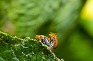 Couple Orange beetle on green leaf