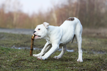 american bulldog playying with a pieceof wood