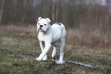 bouledogue américain dans la nature