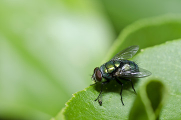 Fly in green nature or in city
