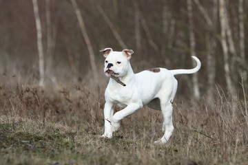 bouledogue américain dans le sous bois