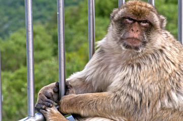 Monkey