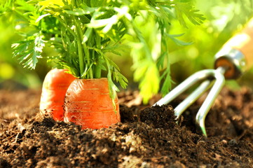 Karotten im Gemüsegarten