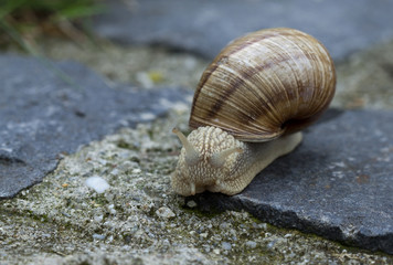 Snail