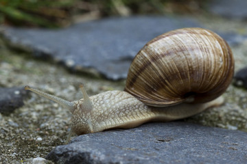 Snail