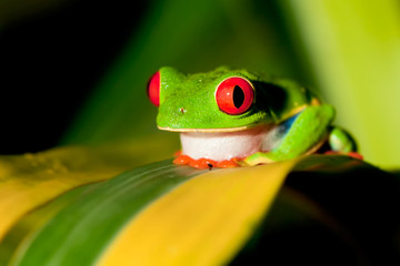 Red-eyed Treefrog - 34260865