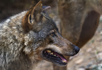 Iberian wolf