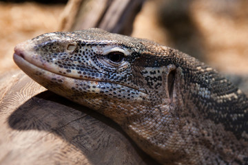 Lizard