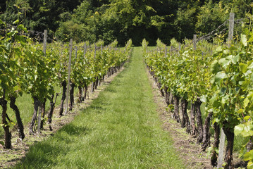 Fototapeta na wymiar Rows of vines in English Vineyard