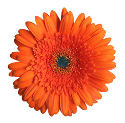 Gerbera.