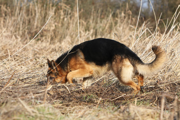 berger allemand suivant une piste
